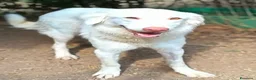 Meticcio cani in regalo: Femmina taglia media 1 anno  - Annuncio 4