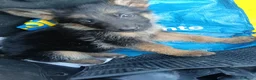 Pastore Tedesco cani in vendita: Cuccioli pastore tedesco  a Provincia di Lecce - Annuncio 6