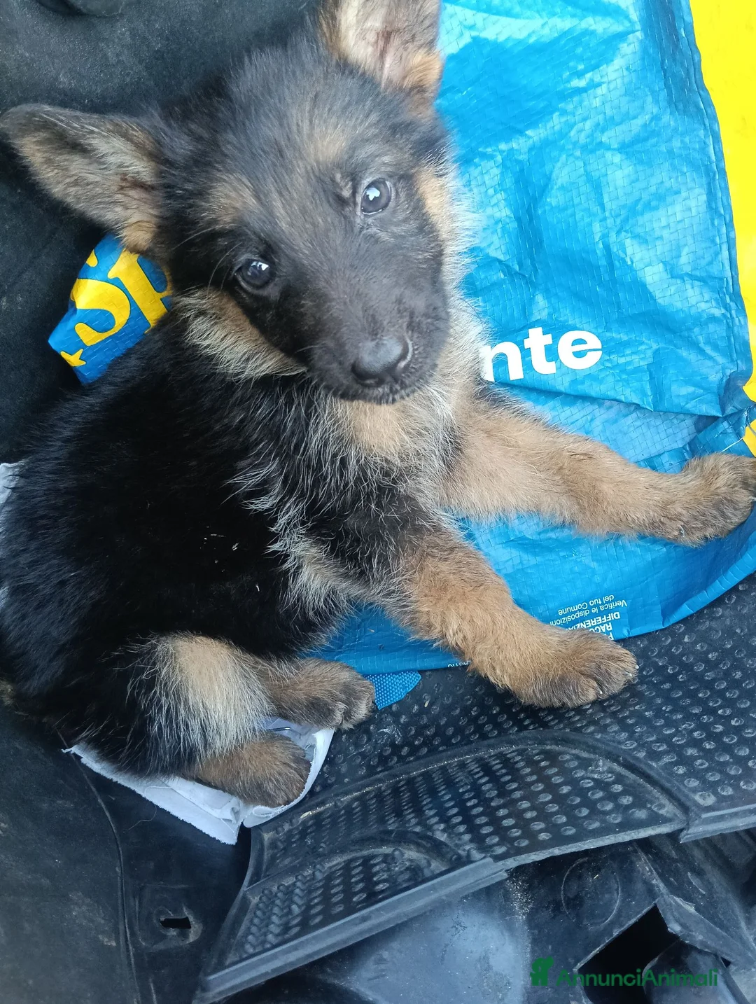 Pastore Tedesco cani in vendita: Cuccioli pastore tedesco  a Provincia di Lecce - Annuncio 6