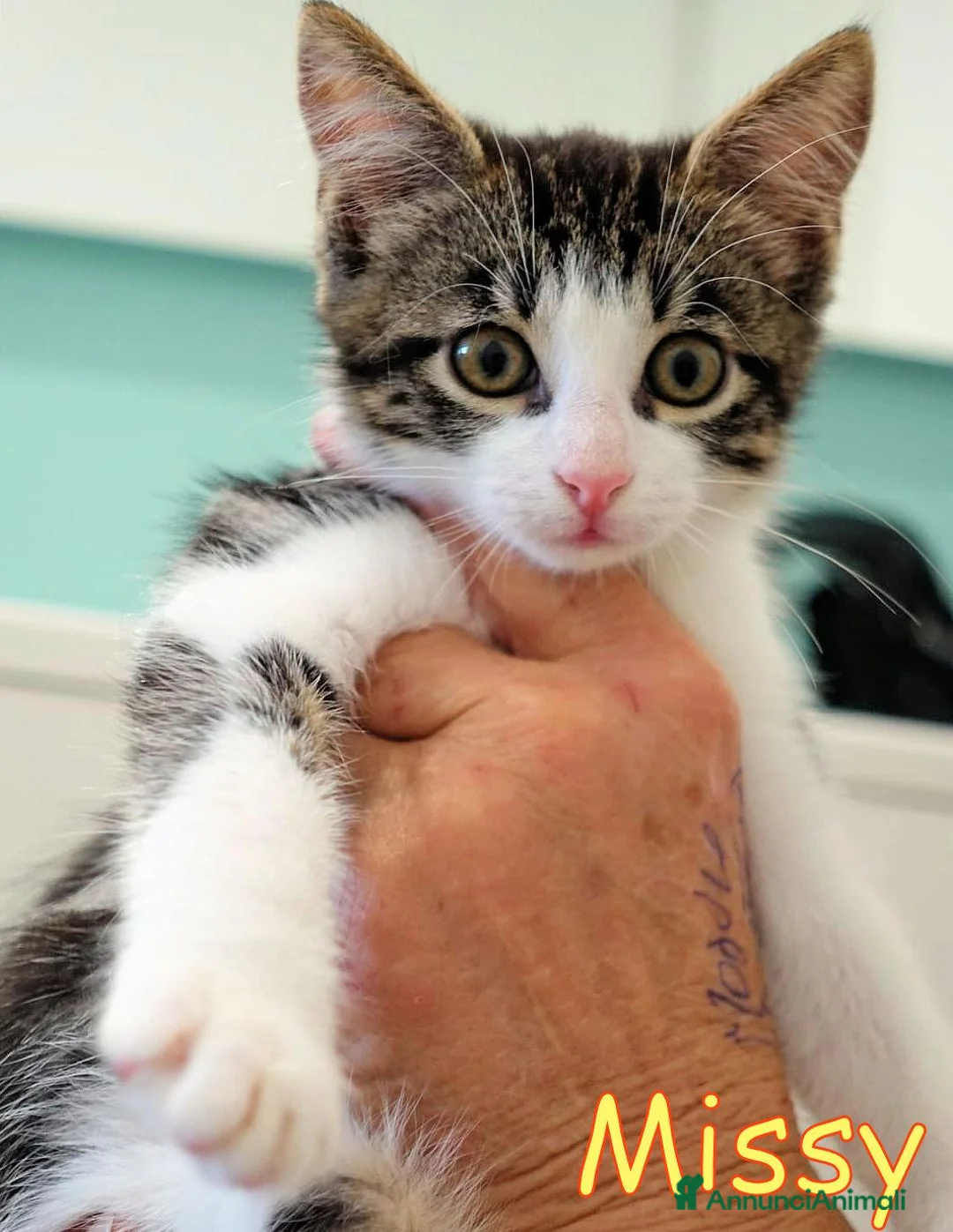 Europeo gatti in regalo:  MISSY CERCA CASA È RIMASTA SOLA - Annuncio 2