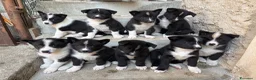 Cane da Orso della Carelia cani in vendita: Karelian Bear Dog  a Provincia del Verbano-Cusio-Ossola - Annuncio 2