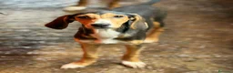 Meticcio cani in regalo: 4 CUCCIOLI simpaticissimi e coccoloni in canile! - Annuncio 13