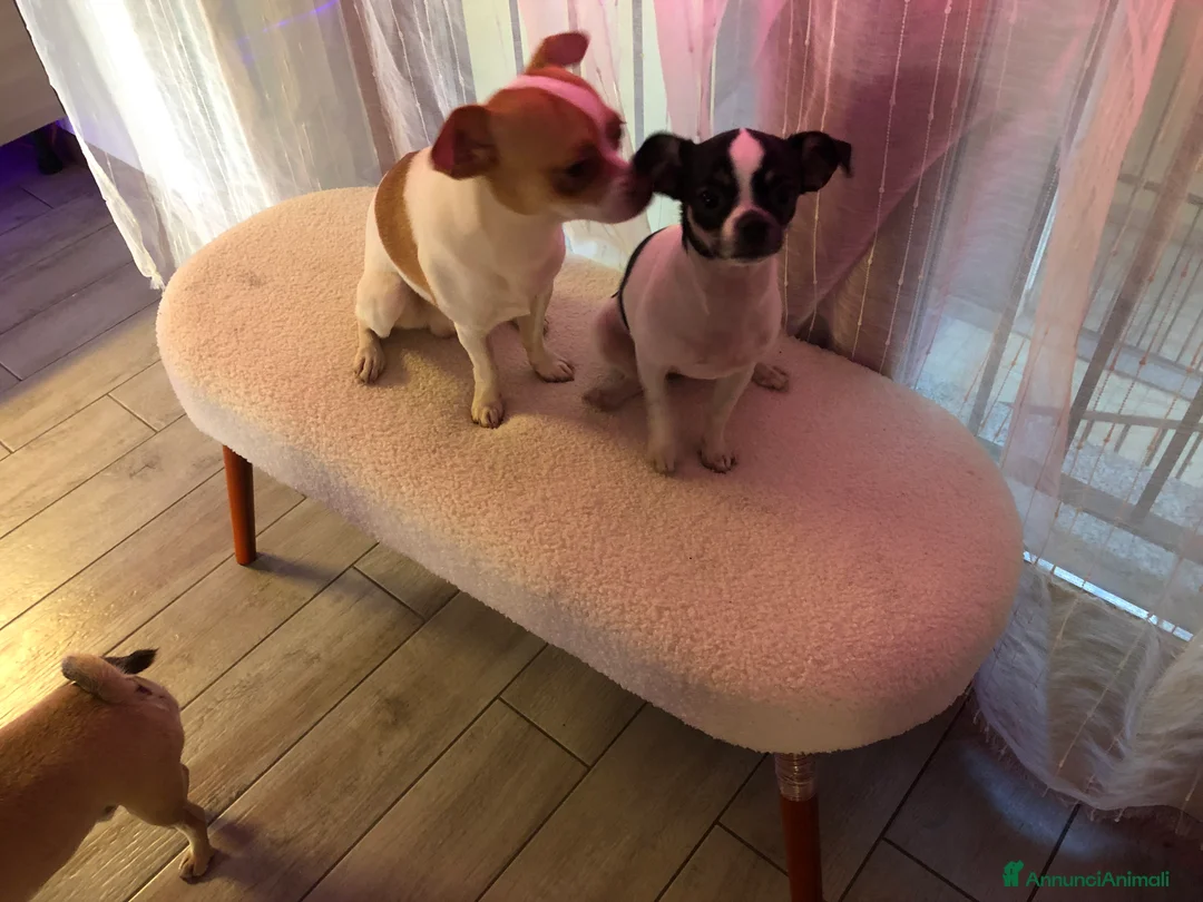 Chihuahua cani in vendita: Chihuahua  - Annuncio 4