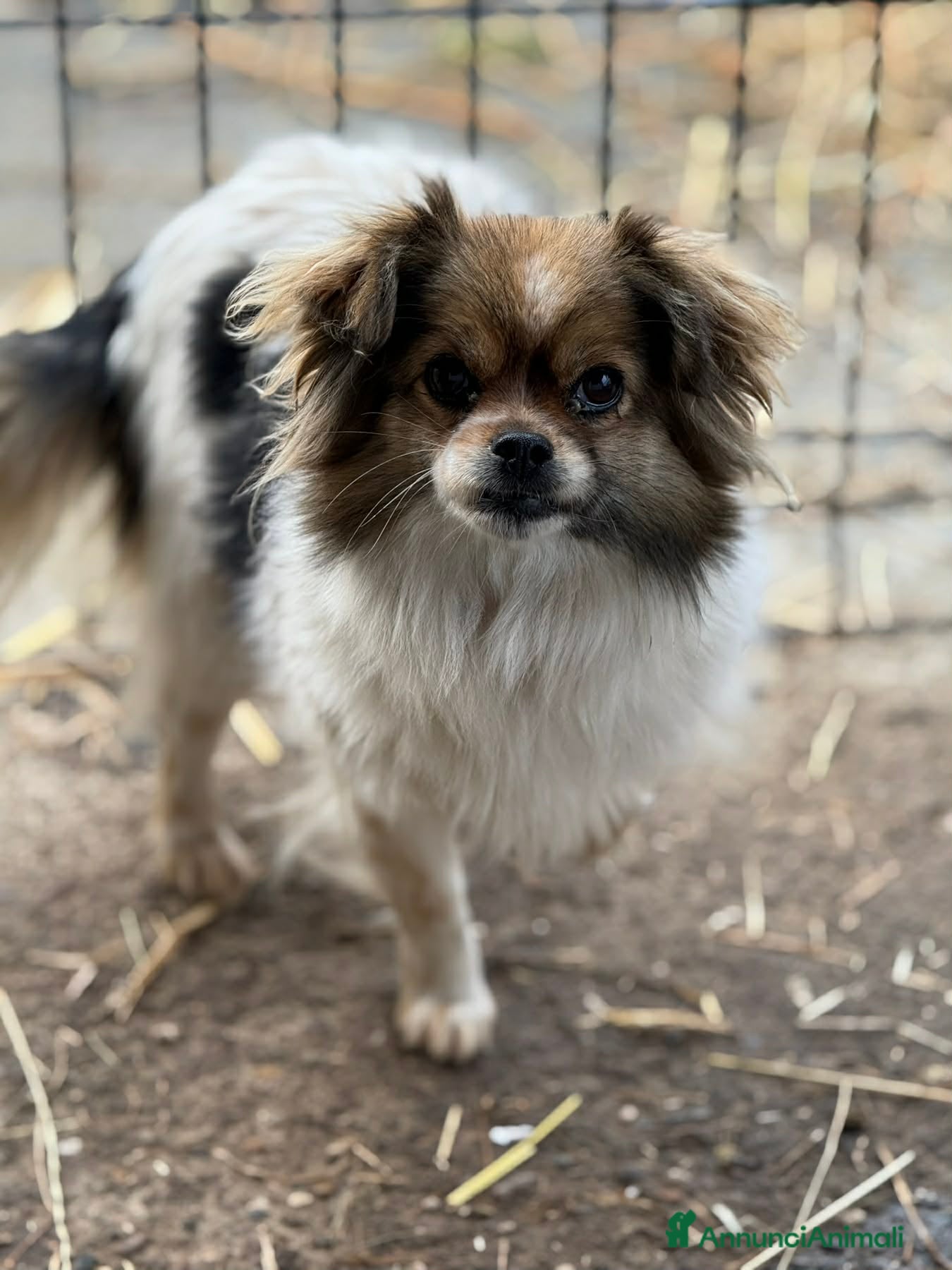 Meticcio cani KIKI, scricciolina dolcissima! TG MINI - Annuncio 2