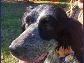 Setter Inglese cani ZANZIBAR STUPENDO SETTERINO 2 ANNI, E' PERFETTO a Città metropolitana di Milano - Annuncio 5