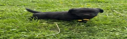 Labrador cani in vendita: Cuccioli Labrador  - Annuncio 13