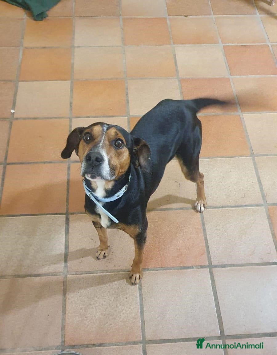 Meticcio cani Camillo, 11 kg di dolcezza, cerca casa - Annuncio 41