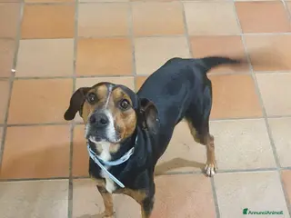 Meticcio cani Camillo, 11 kg di dolcezza, cerca casa - Annuncio 12