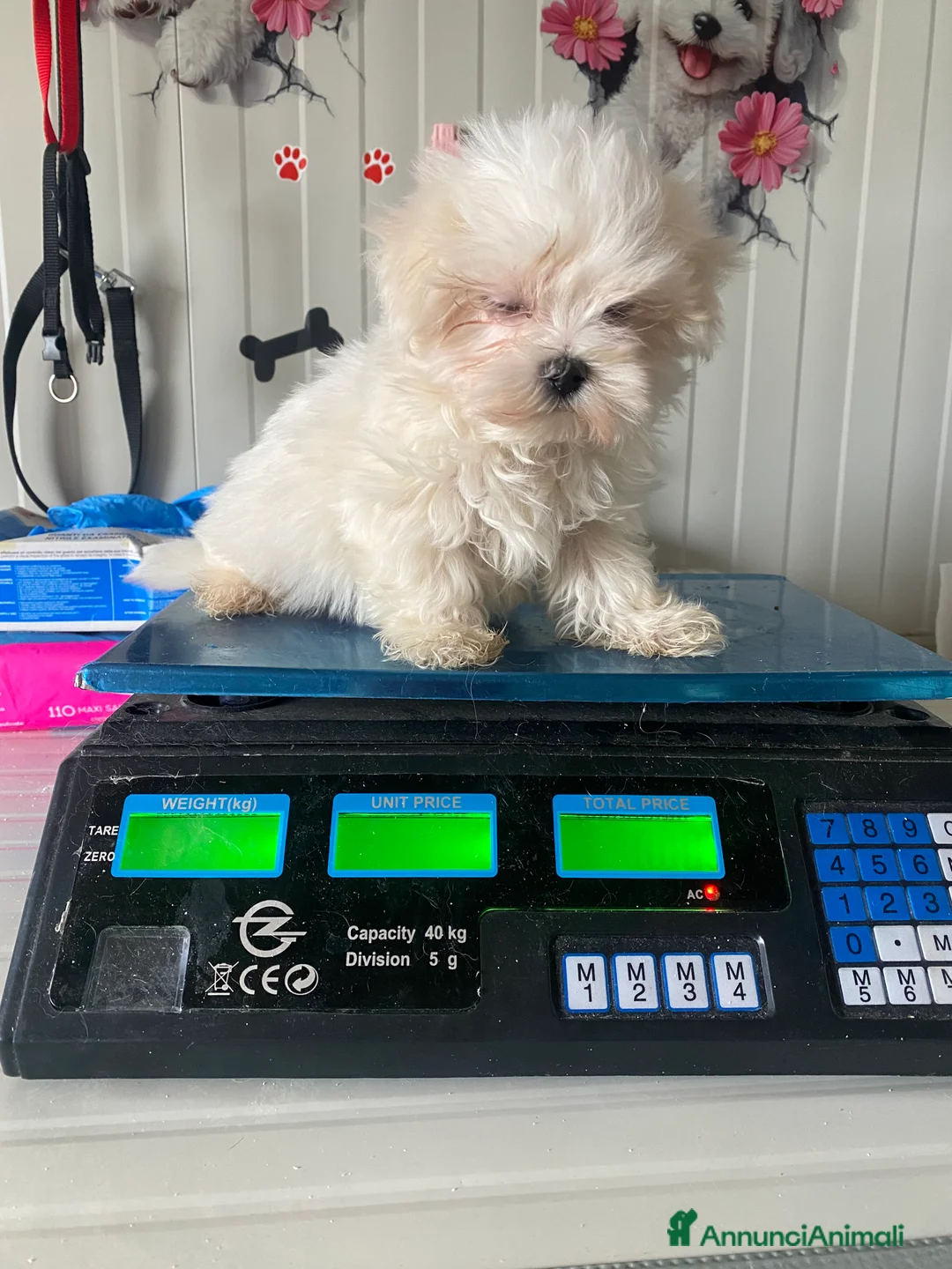 Maltese cani in vendita: Maltese toy - Annuncio 4