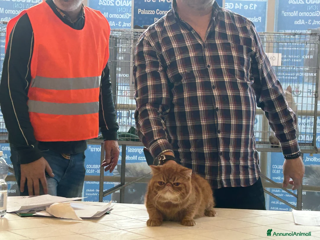 Immagine della galleria {{count}}