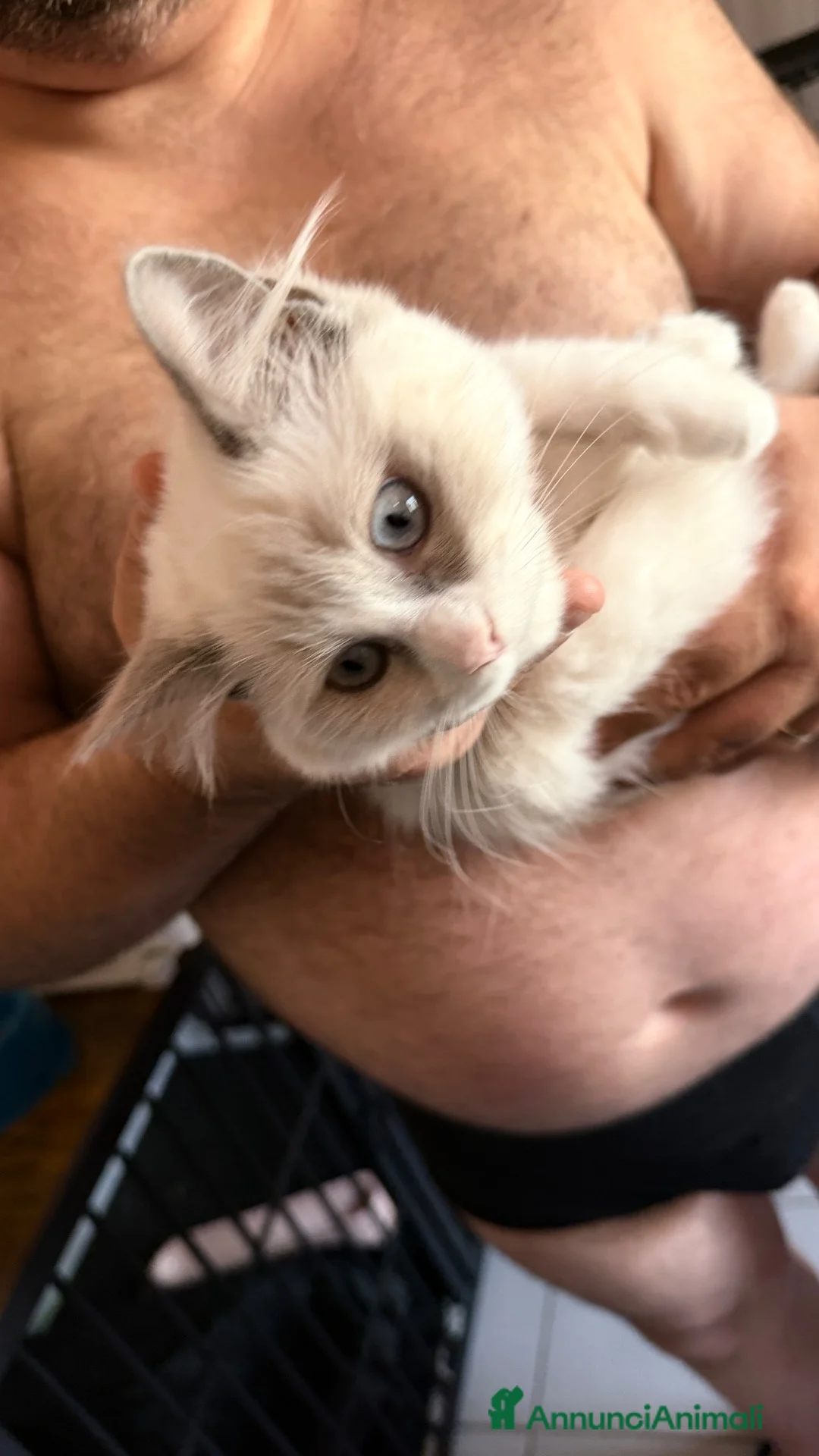 Ragdoll gatti in vendita: Cucciola ragdoll bicolor carattere da bambola - Annuncio 2