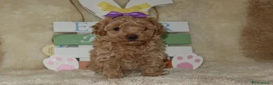 Maltipoo Cucciolo 3
