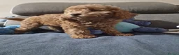 Barboncino Toy cani in vendita: Barboncino toy  - Annuncio 4