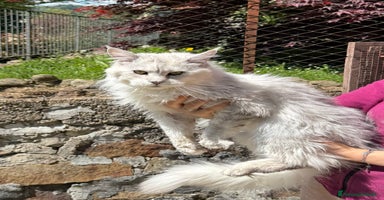 Maine Coon gatti a Città metropolitana di Milano - Annuncio 9