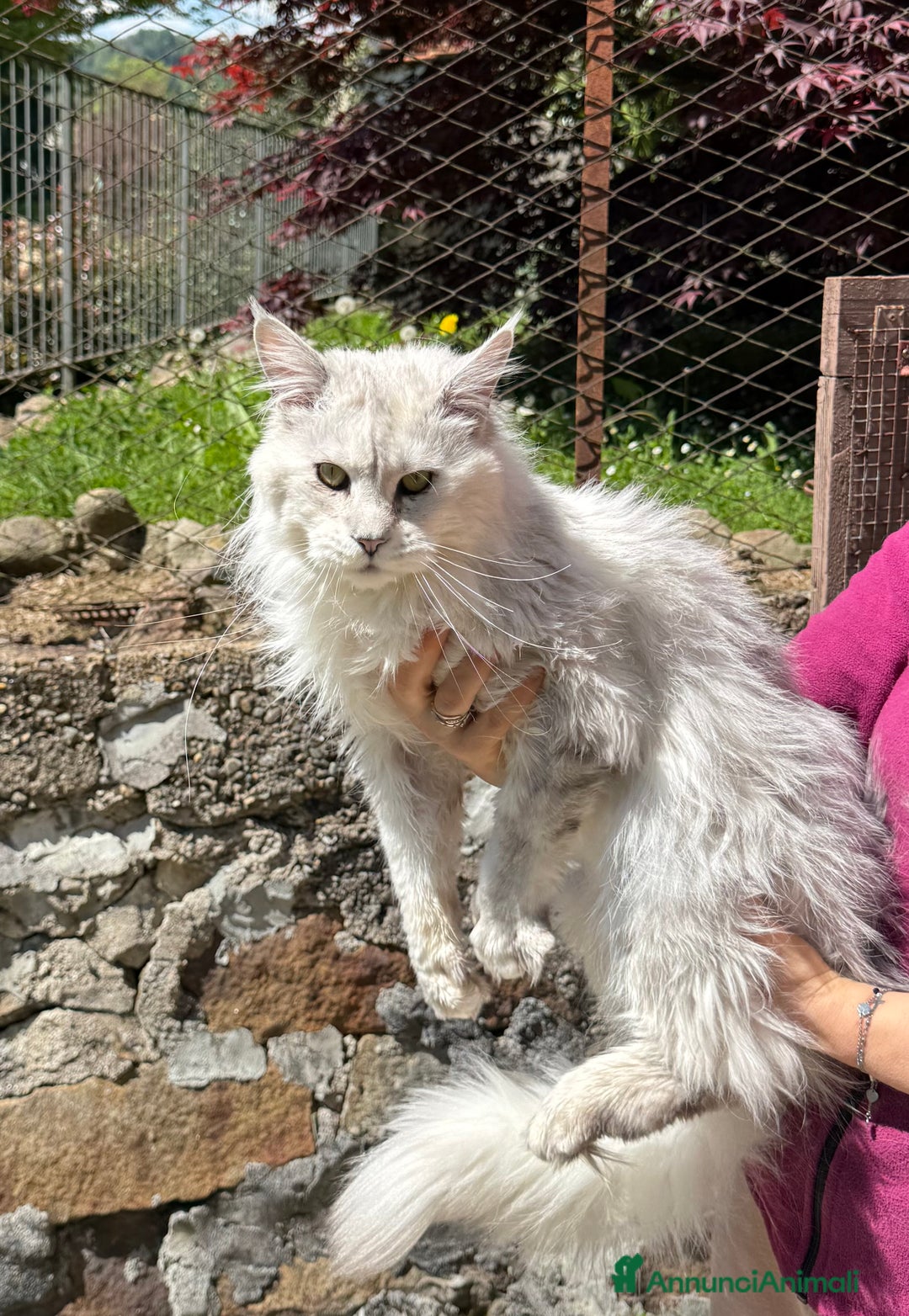 Maine Coon gatti in vendita: Maine coon cuccioli  a Città metropolitana di Milano - Immagine 3