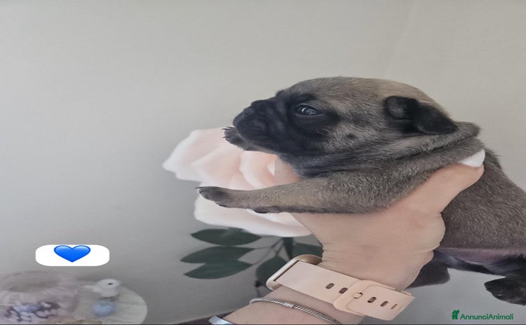 Bulldog Francese cani a Provincia di Pavia - Annuncio 8