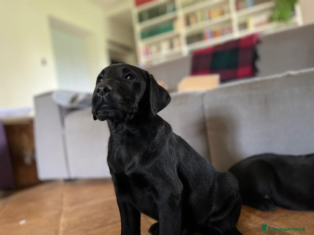 Immagine della galleria {{count}}