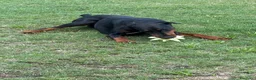 Dobermann cani per accoppiamento: Cane adulto taglia grande maschio  a Provincia di Pavia - Annuncio 5