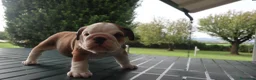 Bulldog cani in vendita: Cuccioli Bulldog Inglese con Pedigree - Annuncio 24