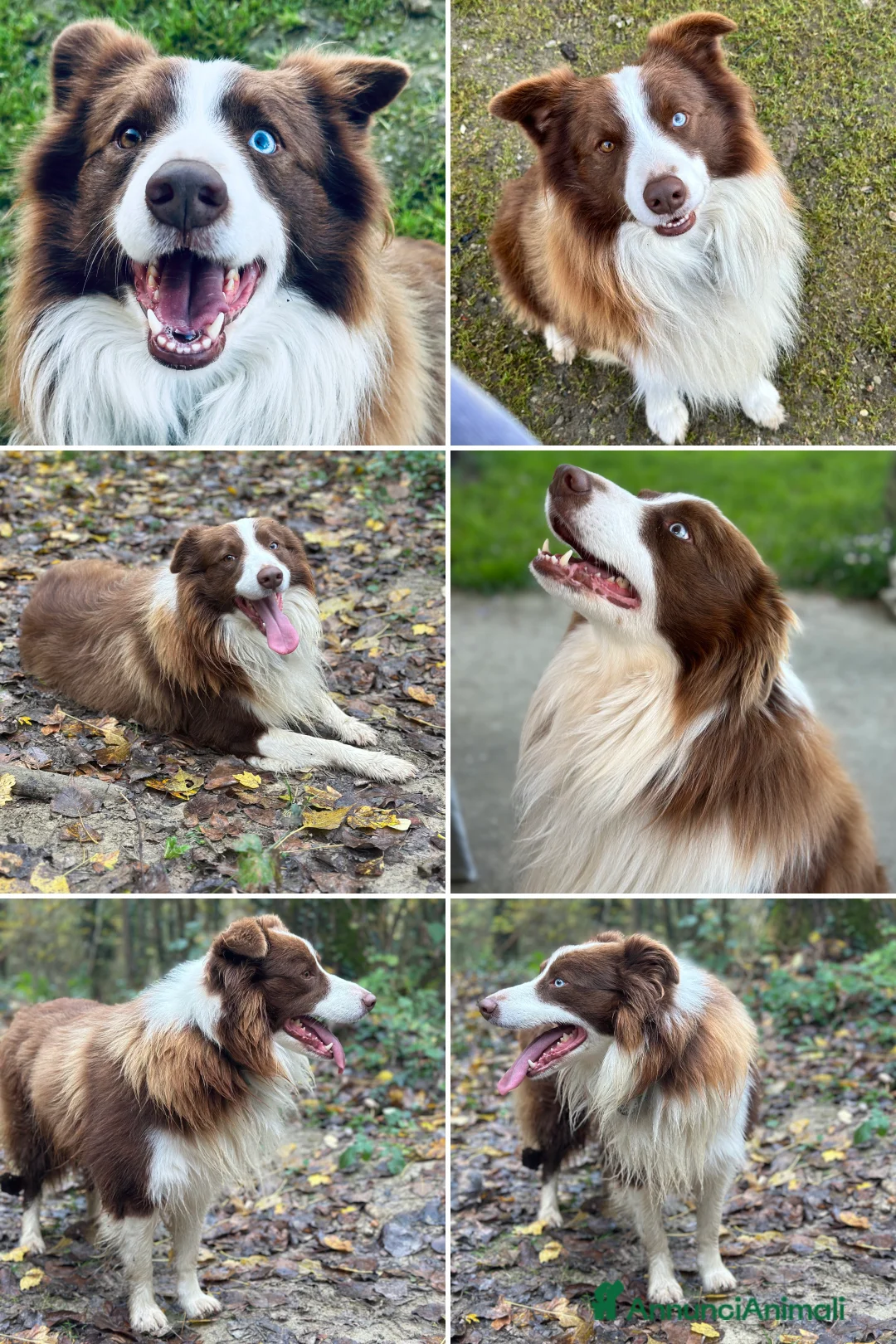 Border Collie cani in vendita: Ultimi border collie con pedigree - Annuncio 13