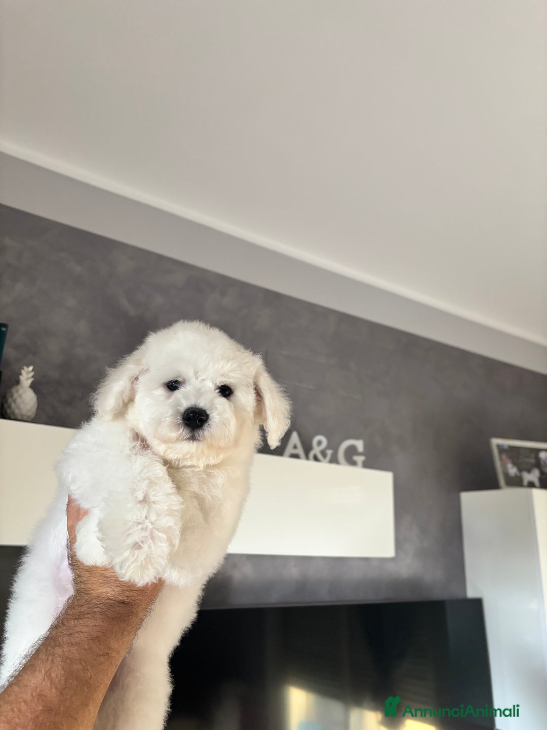 Bichon cani in vendita: Bichon à poil frisè - Annuncio 7