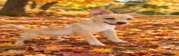 Meticcio cani in regalo: Ulisse! (3 mesi-15kg) a Città Metropolitana di Bologna - Annuncio 1