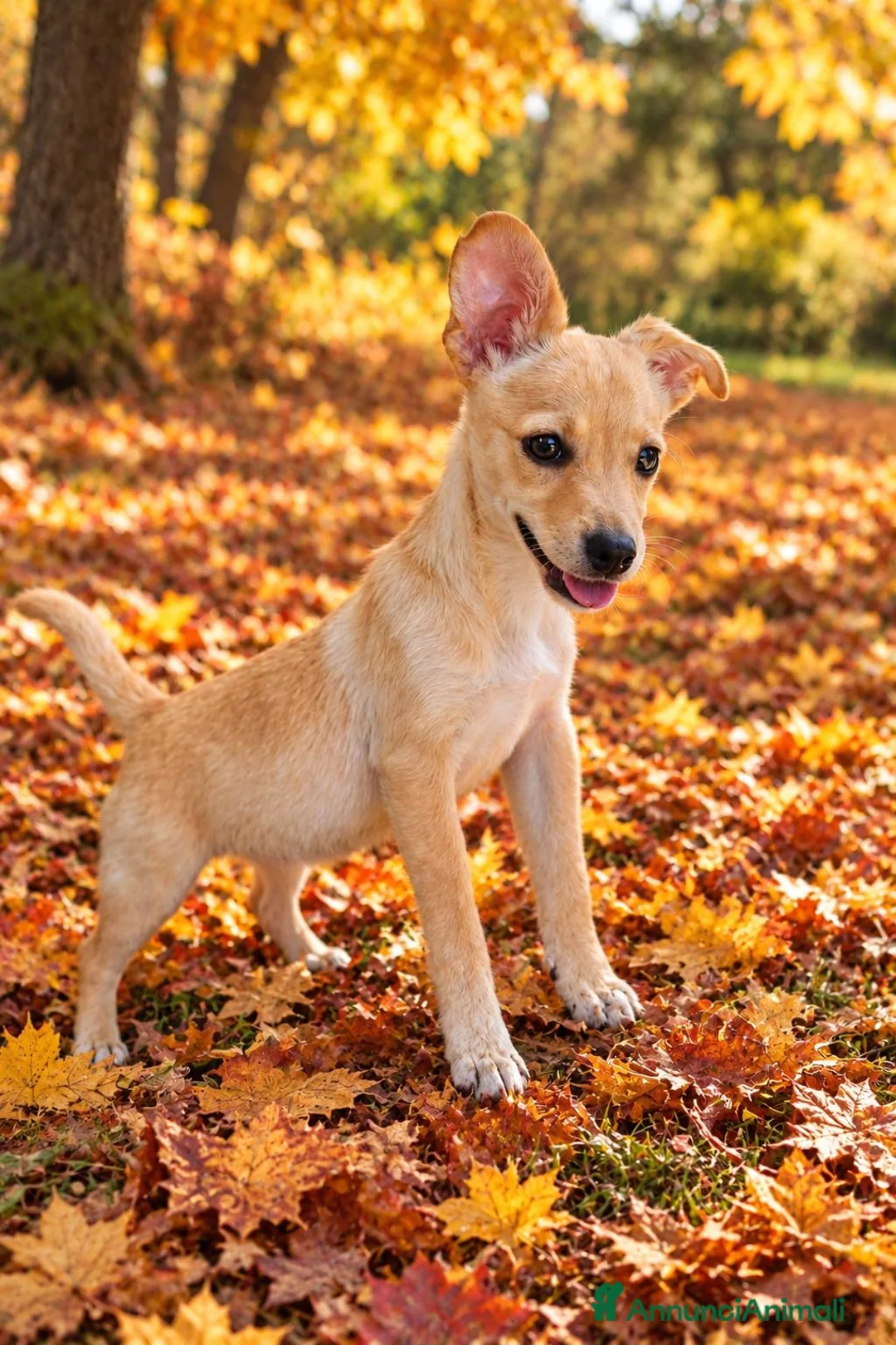 Meticcio cani in regalo: Ulisse! (3 mesi-15kg) a Città Metropolitana di Bologna - Annuncio 1