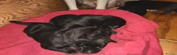 Labrador cani in vendita: Cuccioli neri di Labrador Retriever - Annuncio 2
