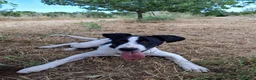 Meticcio cani in regalo: SESAMO 💙 la mascherina da supereroe ce l’ha già a Provincia di Parma - Annuncio 3