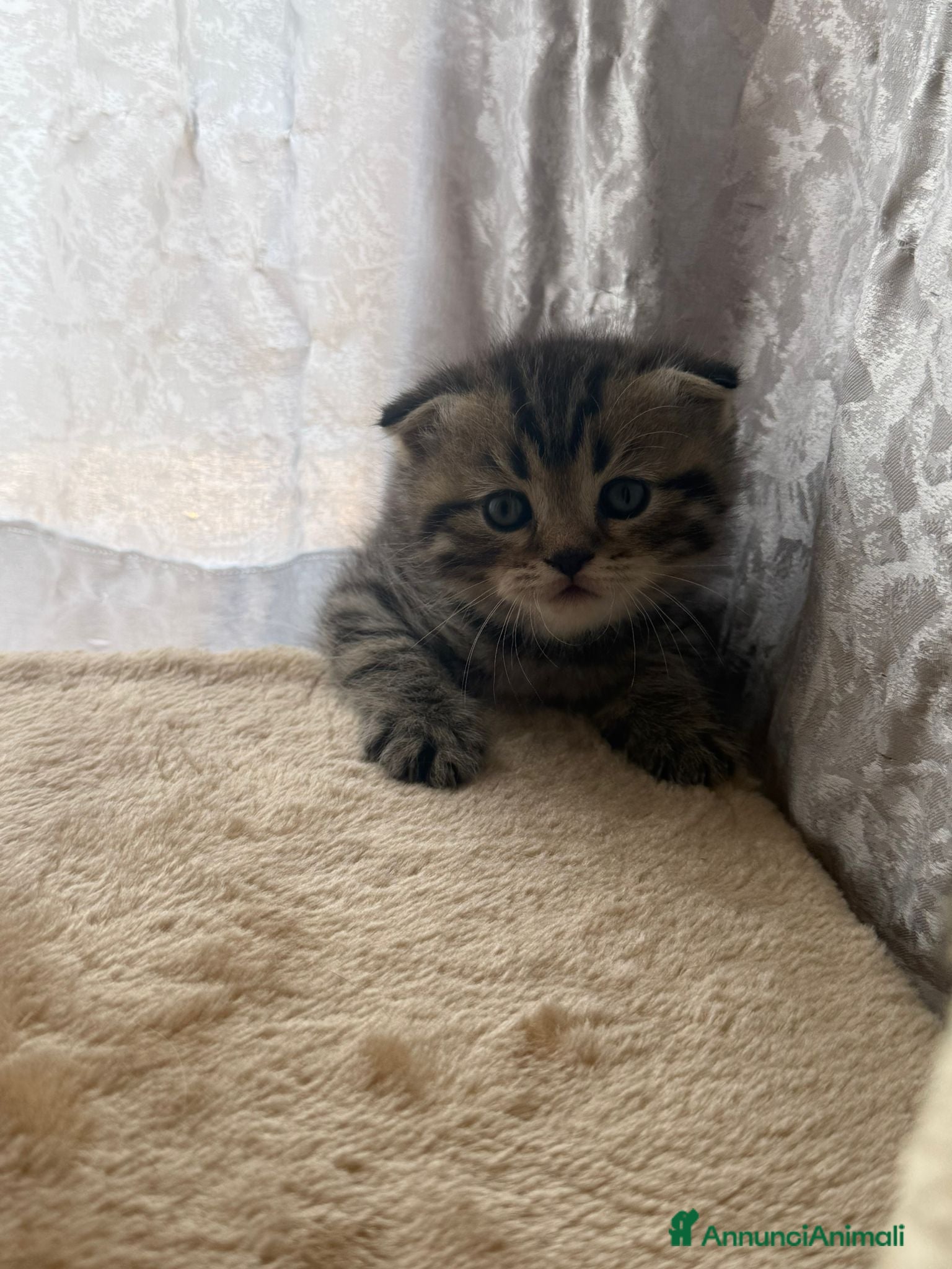 British gatti in vendita: British shorthair  - Annuncio 12