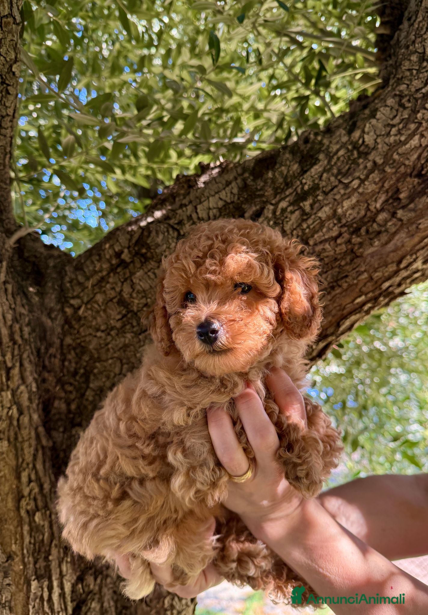 Barboncino cani Cucciolo di Barboncino Maschio con PEDIGREE Enci - Annuncio 2