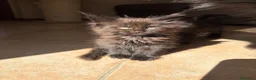 Maine Coon gatti in vendita: Femminucce black con pedigree  - Annuncio 4