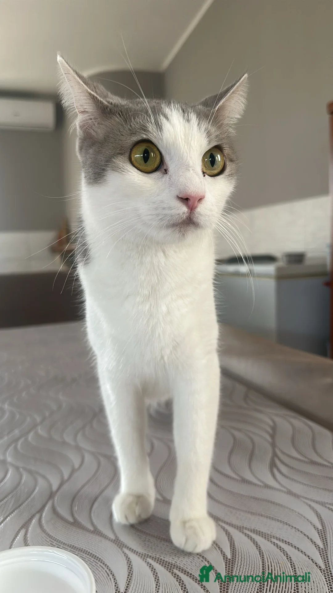 Scottish gatti in vendita: Scottish fold - Annuncio 7