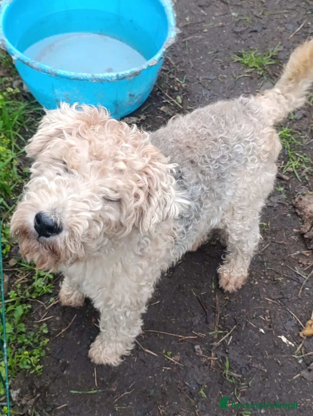 Lakeland Terrier cani in vendita: Lakeland terrier adulti a Province of Pavia - Annuncio 8