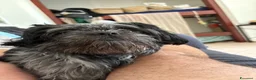 Meticcio cani per accoppiamento: Cerchiamo cagnetta per accoppiamento - Annuncio 2