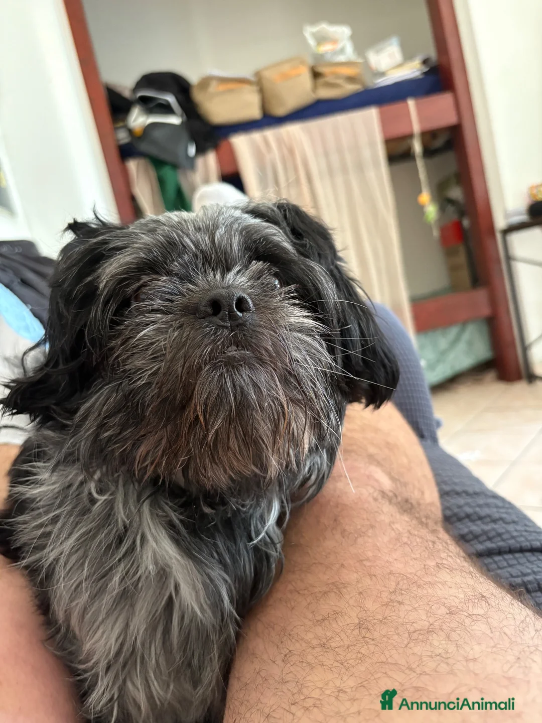 Meticcio cani per accoppiamento: Cerchiamo cagnetta per accoppiamento - Annuncio 2