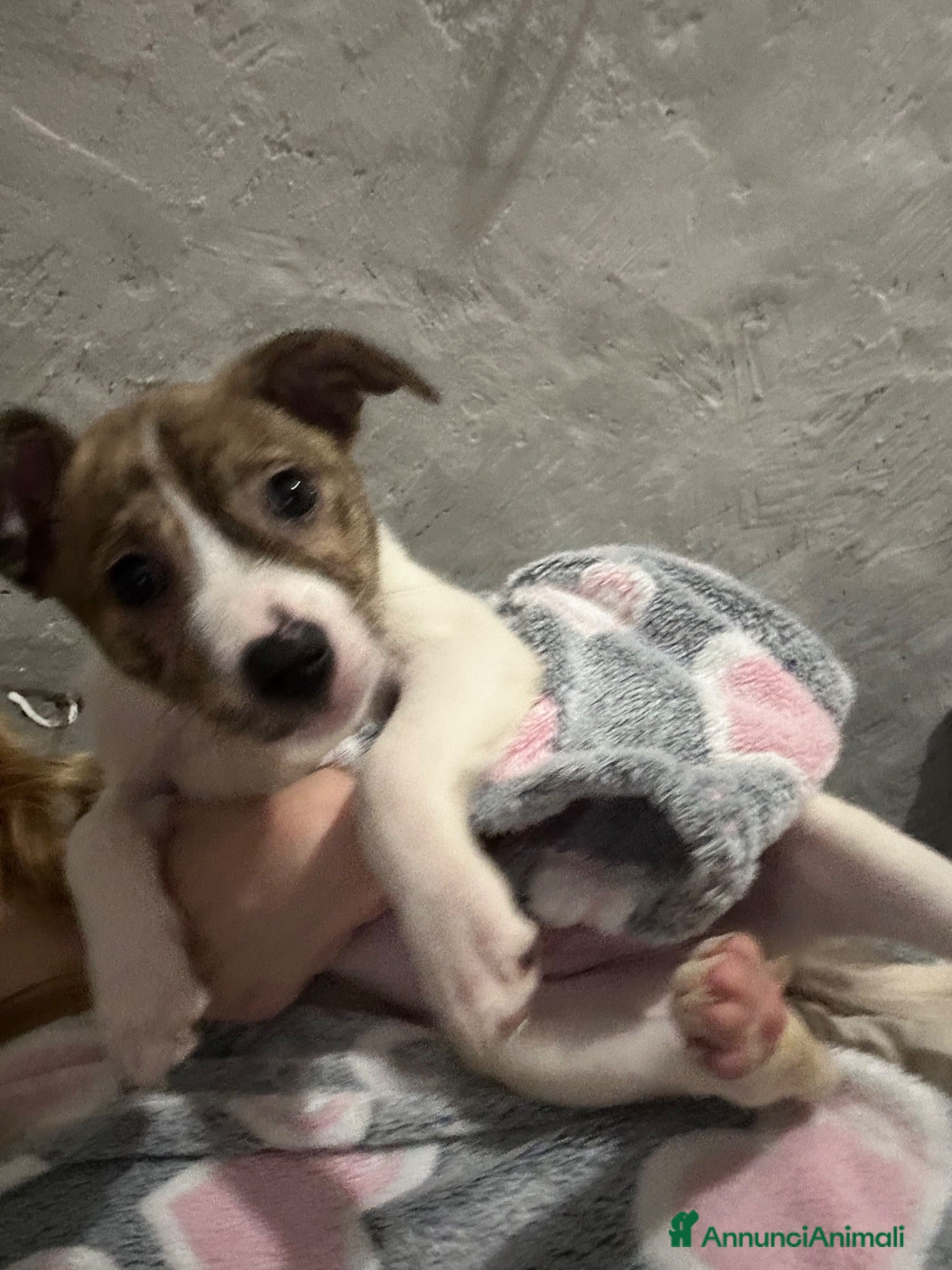 Meticcio cani Cuccioli  - Annuncio 1