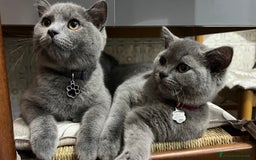 British gatti in vendita: British Shorthair  - Immagine 7