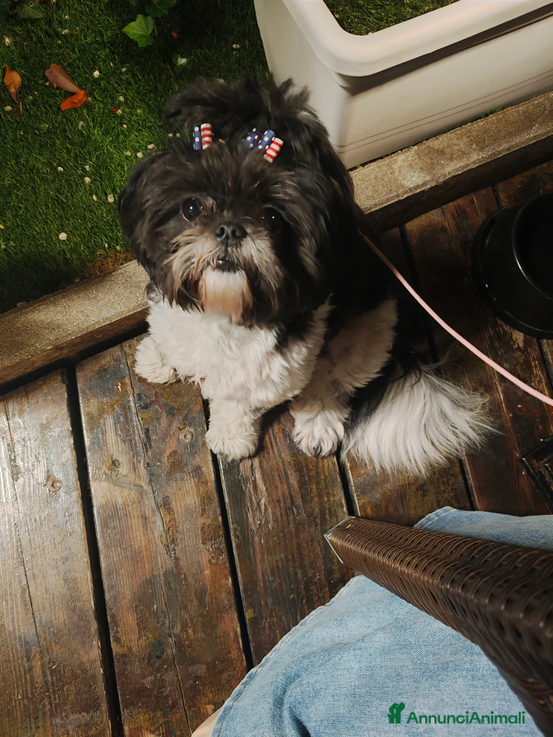 Shih Tzu cani in vendita: Cuccioli Shitzu  - Annuncio 1