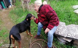 Segugio cani in regalo: FRITZ 5-6anni dolce segugio! - Annuncio 4