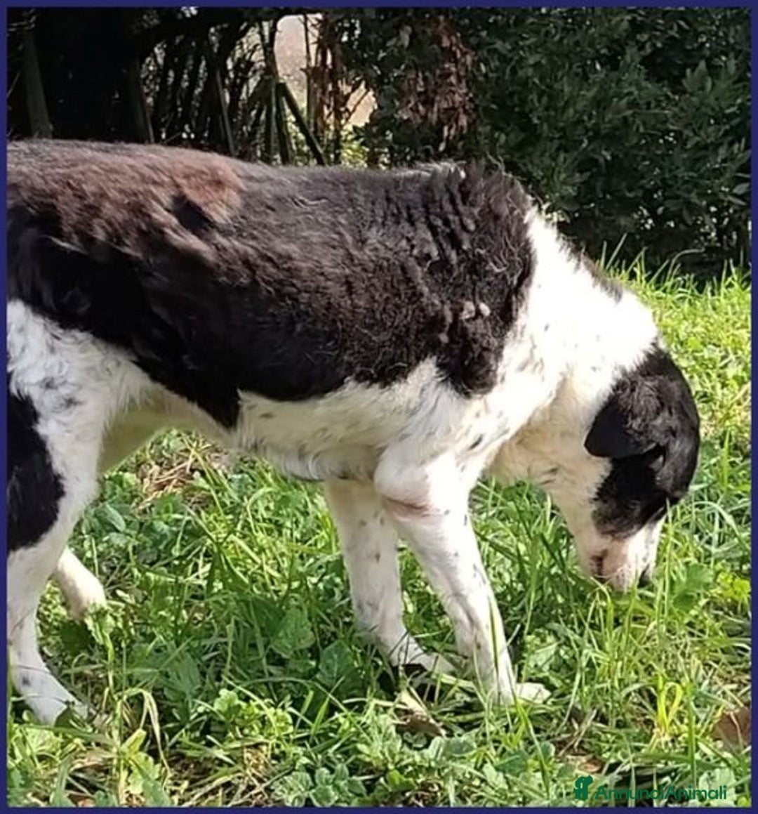 Meticcio cani in regalo: CHIANINA 12anni una patatona! - Annuncio 5