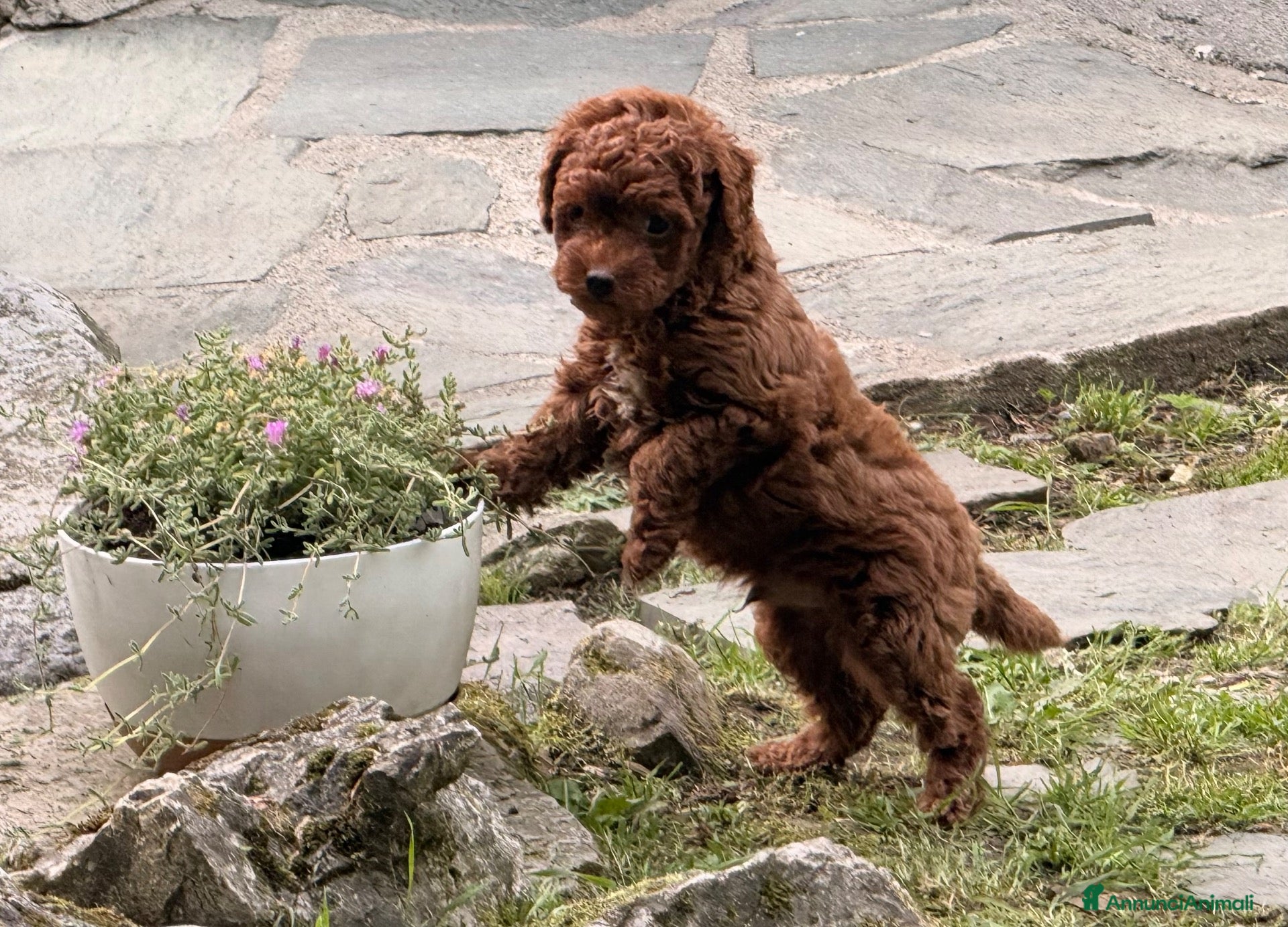 Barboncino cani Cuccioli di barboncino - Annuncio 4