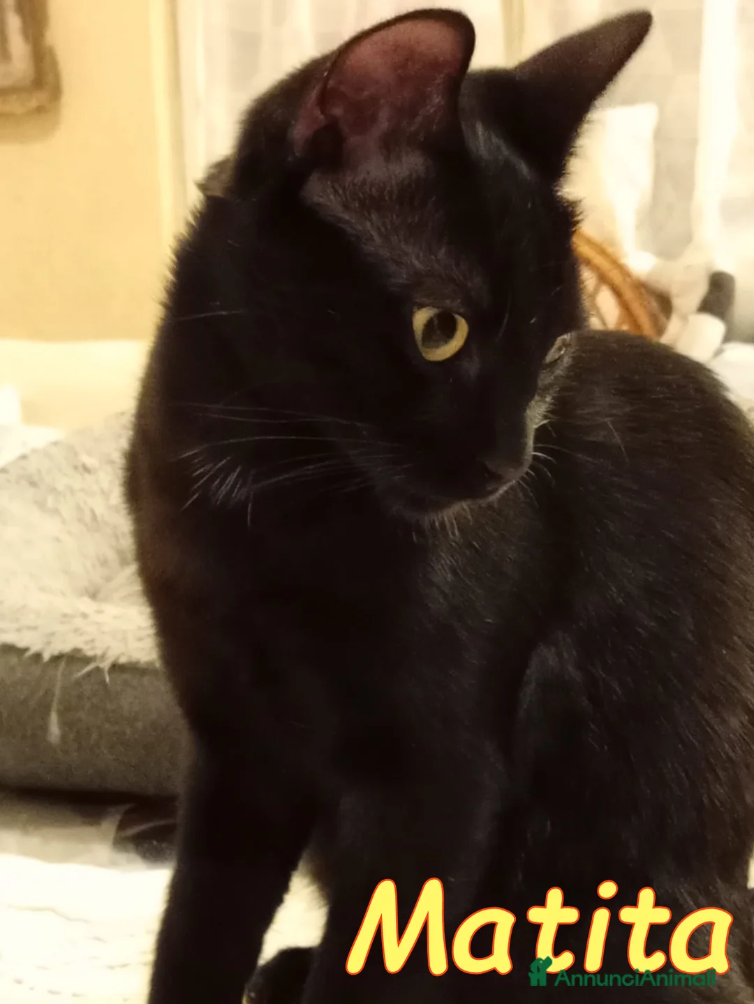 Europeo gatti in regalo: MATITA E CARBONCINO GATTINI ADORABILI - Annuncio 4