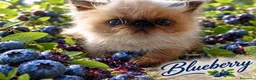 Exotic Shorthair gatti in vendita: Exotic Shorthair  - Annuncio 2