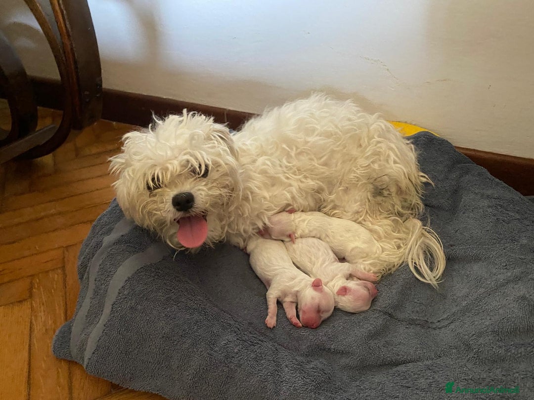 Maltese cani in vendita: Maltese toy - Immagine 4