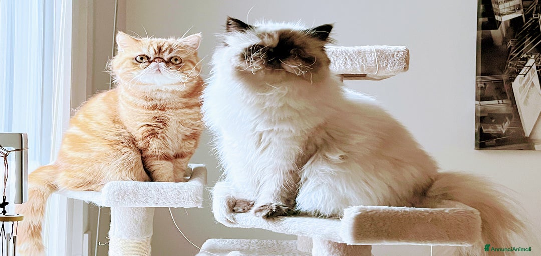 Immagine della galleria {{count}}