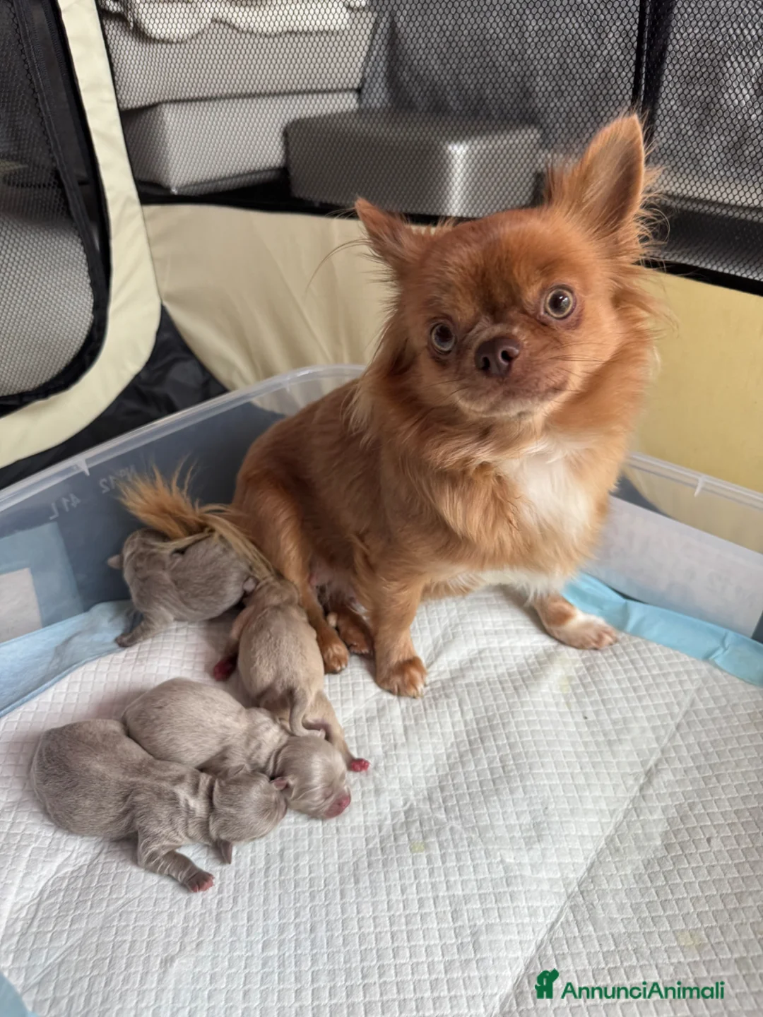 Chihuahua cani in vendita: Chihuahua femmina lilac pelo corto - Annuncio 2