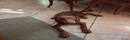 Dobermann cani in vendita: Dobermann maschio marrone fiammato a Provincia di Lecco - Annuncio 14