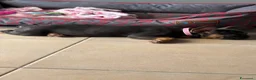 Bulldog Francese cani in vendita: Buldog - Annuncio 5