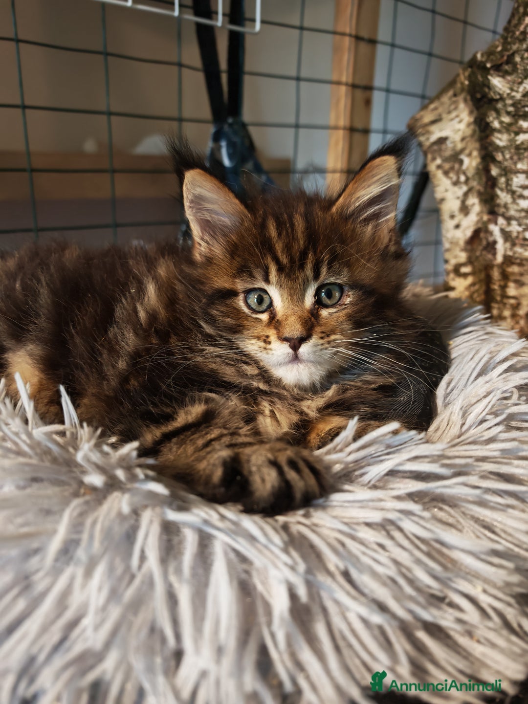 Maine Coon gatti in vendita: Cuccioli Maine Coon a Provincia di Varese - Immagine 1